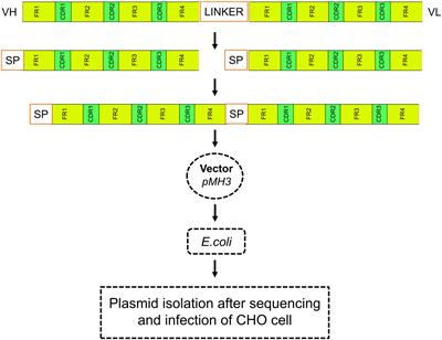 Bioengineering and computational analysis of programmed cell death ligand-1 monoclonal antibody